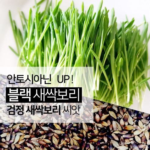 새싹보리 흑보리 씨앗 쌀 1kg 분말 효능좋게 가정에서 키우는법