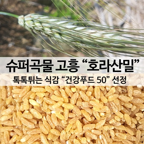국산 호라산밀 1kg 슈퍼곡물 톡톡식감 [22년 햇곡출시] 산지직송