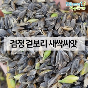 검정 겉보리 새싹씨앗 1kg 23년 진도산